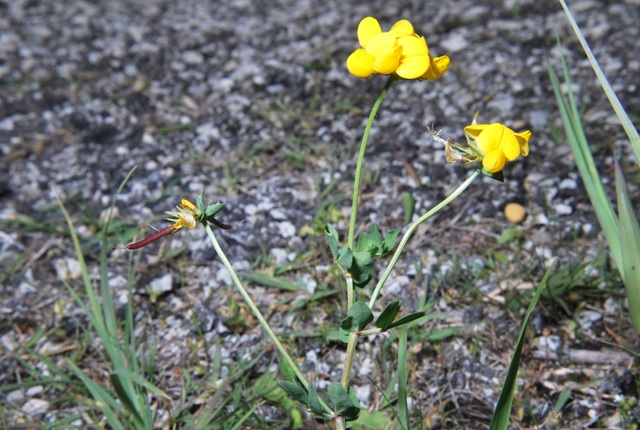 Coronilla - No, Lotus corniculatus